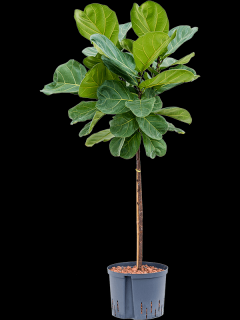 Ficus lyrata, průměr 27 cm - hydroponie  Fíkovník lyrovitý