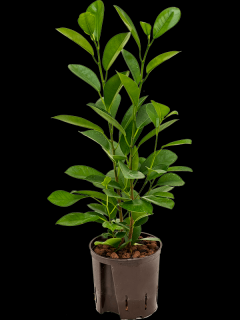 Ficus microcarpa Moclame, průměr 13 cm - hydroponie  Fíkovník drobnolistý