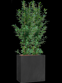Ficus microcarpa Moclame v obalu Grigio - hydroponie  Fíkovník drobnolistý