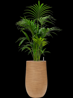 Kentia (Howea) forsteriana v obalu Baq Dune - hydroponie, průměr 35 cm  Kencie, Rajská palma