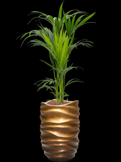 Kentia (Howea) forsteriana v obalu Baq Gradient Lee - hydroponie, průměr 40 cm  Kencie, Rajská palma