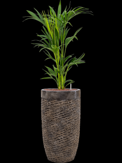 Kentia (Howea) forsteriana v obalu Baq Luxe Lite Universe Layer - hydroponie, průměr 38 cm  Kencie, Rajská palma