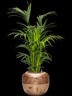 Kentia (Howea) forsteriana v obalu Baq Opus Raw - hydroponie, průměr 50 cm  Kencie, Rajská palma