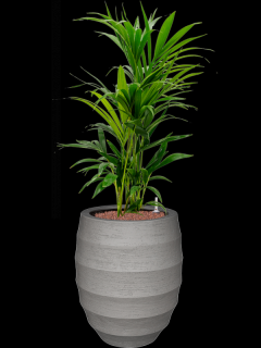 Kentia (Howea) forsteriana v obalu Bordo - hydroponie, průměr 40 cm  Kencie, Rajská palma