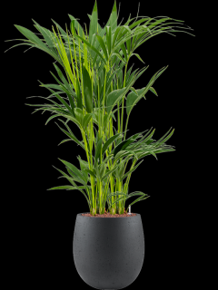 Kentia (Howea) forsteriana v obalu Grigio - hydroponie, průměr 30 cm  Kencie, Rajská palma