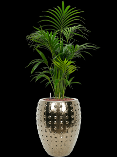 Kentia (Howea) forsteriana v obalu Laos - hydroponie, průměr 44 cm  Kencie, Rajská palma