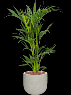 Kentia (Howea) forsteriana v obalu Ridged Horizontally - hydroponie, průměr 28 cm  Kencie, Rajská palma