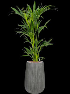 Kentia (Howea) forsteriana v obalu Ridged Vertically - hydroponie, průměr 29 cm  Kencie, Rajská palma
