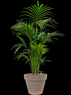 Kentia (Howea) forsteriana v obalu Terra Cotta - hydroponie, průměr 40 cm  Kencie, Rajská palma
