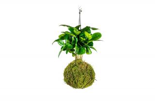 Kokedama Coffea arabica (L) - ZACHRAŇ KYTKU  Kávovník arabský