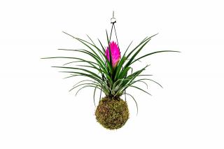Kokedama Tillandsia Anita (M) - ZACHRAŇ KYTKU  Tilandsie, Kykatka