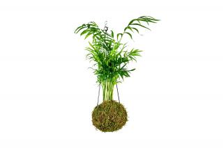 Kokedama Zelené překvapení (L) - ZACHRAŇ KYTKU