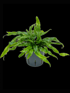 Microsorum diversifolium, průměr 13 cm - hydroponie  Hnědovka