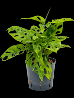 Monstera adansonii Monkey Mask, průměr 13 cm  - hydroponie  Monstera, Adansonova monstera, Švýcarský sýr