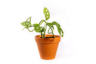 Monstera adansonii Monkey Mask, průměr 9 cm - SLOW PLANT  Monstera, Adansonova monstera, Švýcarský sýr
