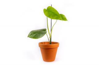 Monstera deliciosa, průměr 9 cm - SLOW PLANT  Monstera skvostná