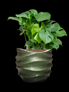 Monstera deliciosa v obalu Baq Gradient Lee - hydroponie, průměr 41 cm  Monstera skvostná