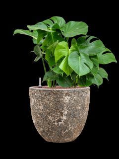 Monstera deliciosa v obalu Baq Lava - hydroponie, průměr 36 cm  Monstera skvostná
