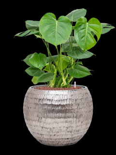 Monstera deliciosa v obalu Baq Opus Hammered - hydroponie, průměr 40 cm  Monstera skvostná