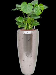 Monstera deliciosa v obalu Baq Opus Raw - hydroponie, průměr 31 cm  Monstera skvostná
