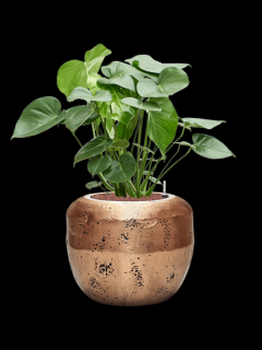 Monstera deliciosa v obalu Baq Opus Raw - hydroponie, průměr 50 cm  Monstera skvostná