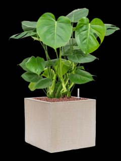 Monstera deliciosa v obalu Baq Raindrop - hydroponie, průměr 30 cm  Monstera skvostná
