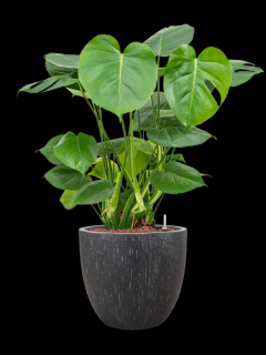 Monstera deliciosa v obalu Baq Raindrop - hydroponie, průměr 37 cm  Monstera skvostná