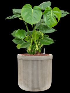 Monstera deliciosa v obalu Baq Vertical Rib - hydroponie, průměr 30 cm  Monstera skvostná