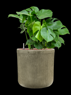 Monstera deliciosa v obalu Baq Vertical Rib - hydroponie, průměr 40 cm  Monstera skvostná