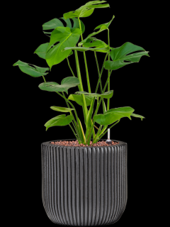 Monstera deliciosa v obalu Capi Nature Groove - hydroponie, průměr 23 cm  Monstera skvostná