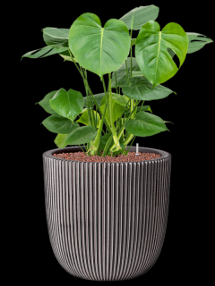 Monstera deliciosa v obalu Capi Nature Groove NL - hydroponie, průměr 35 cm  Monstera skvostná