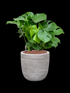 Monstera deliciosa v obalu Capi Nature Rib NL - hydroponie, průměr 35 cm  Monstera skvostná