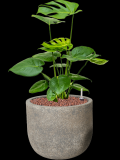 Monstera deliciosa v obalu Cement - hydroponie, průměr 25 cm  Monstera skvostná