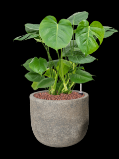 Monstera deliciosa v obalu Cement - hydroponie, průměr 31 cm  Monstera skvostná