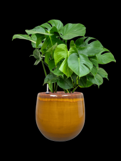 Monstera deliciosa v obalu Charlotte - hydroponie, průměr 33 cm  Monstera skvostná