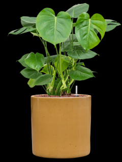 Monstera deliciosa v obalu Cylinder - hydroponie, průměr 30 cm  Monstera skvostná