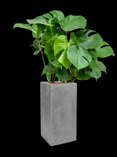 Monstera deliciosa v obalu fiberstone - hydroponie, průměr 30 cm  Monstera skvostná