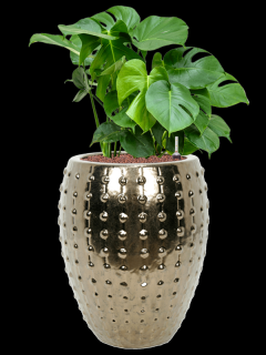 Monstera deliciosa v obalu Laos - hydroponie, průměr 44 cm  Monstera skvostná