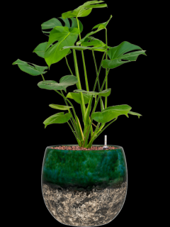 Monstera deliciosa v obalu Lindy - hydroponie, průměr 23 cm  Monstera skvostná