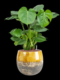 Monstera deliciosa v obalu Lindy - hydroponie, průměr 30 cm  Monstera skvostná
