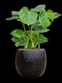 Monstera deliciosa v obalu Marly - hydroponie, průměr 30 cm  Monstera skvostná