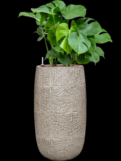 Monstera deliciosa v obalu Marly - hydroponie, průměr 36 cm  Monstera skvostná