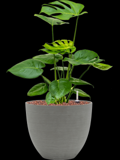 Monstera deliciosa v obalu Refined - hydroponie, průměr 25 cm  Monstera skvostná
