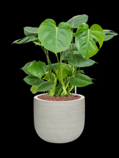 Monstera deliciosa v obalu Ridged Horizontally - hydroponie, průměr 28 cm  Monstera skvostná
