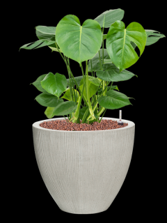 Monstera deliciosa v obalu Ridged Vertically - hydroponie, průměr 41 cm  Monstera skvostná