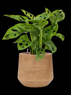 Monstera obliqua v obalu Baq Dune - hydroponie, průměr 30 cm  Monstera, Adansonova monstera, Švýcarský sýr