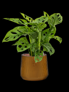 Monstera obliqua v obalu Capi Nature Groove - hydroponie, průměr 27 cm  Monstera, Adansonova monstera, Švýcarský sýr