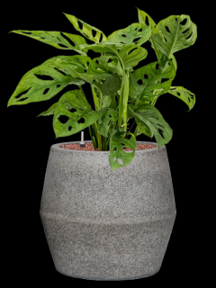 Monstera obliqua v obalu Cement & Stone - hydroponie, průměr 37 cm  Monstera, Adansonova monstera, Švýcarský sýr