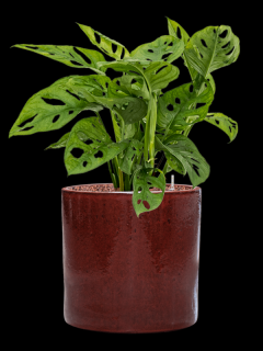 Monstera obliqua v obalu Cylinder - hydroponie, průměr 30 cm  Monstera, Adansonova monstera, Švýcarský sýr