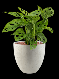Monstera obliqua v obalu Grigio - hydroponie, průměr 32 cm  Monstera, Adansonova monstera, Švýcarský sýr